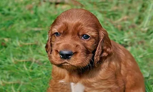 setter irlandes cachorro