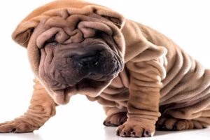shar pei2