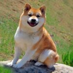 shiba inu1