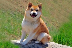 shiba inu1