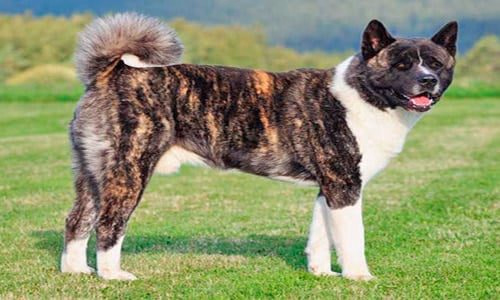 Akita americano campo
