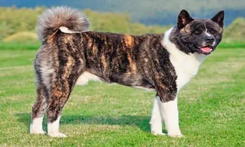 Akita americano campo
