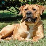 Boerboel2