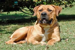 Boerboel2