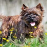 CAIRN TERRIER1