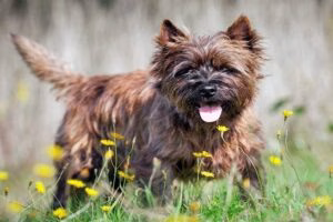 CAIRN TERRIER1