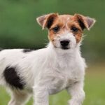 Jack Russell Terrier