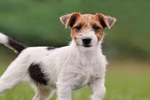 Jack Russell Terrier