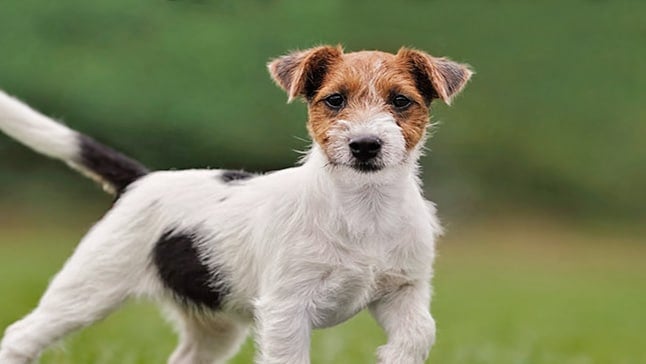 Russell Terrier - Características, temperamento y fotos