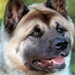 akita americano2