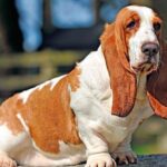 basset hound1