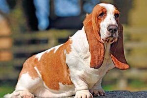 basset hound1