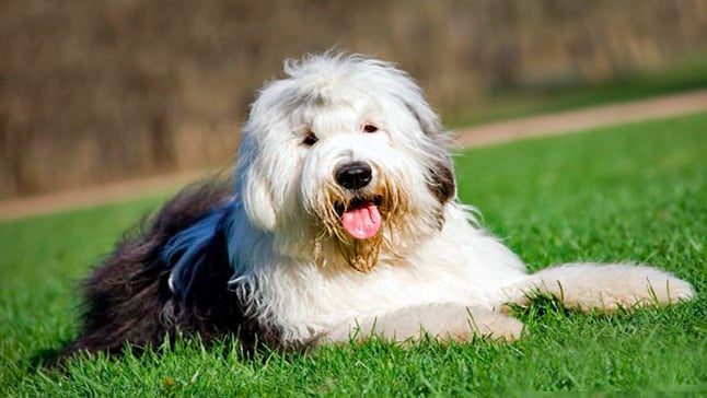 perro bobtail