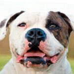 bulldog americano perro