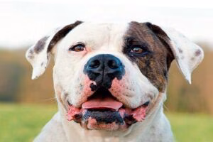 bulldog americano perro