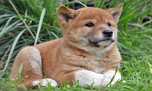 cachorro de dingo