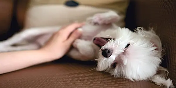 cachorro feliz