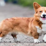 corgi gales