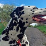 dalmata paseando