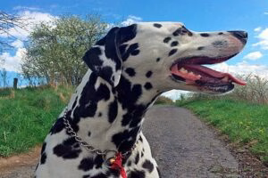 dalmata paseando