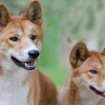 dingo