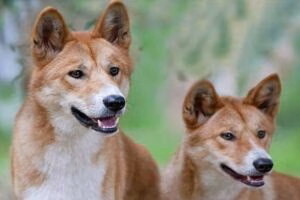 dingo