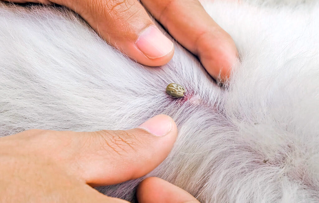 garrapata entre el pelo de un perro
