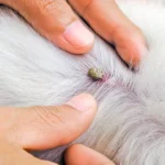 garrapata entre el pelo de un perro