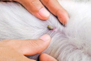 garrapata entre el pelo de un perro