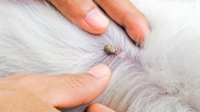 garrapata entre el pelo de un perro