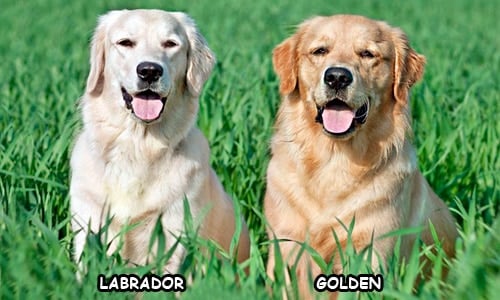 labrador vs golden