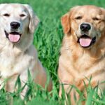 labrador y golden