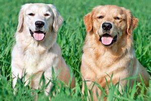 labrador y golden