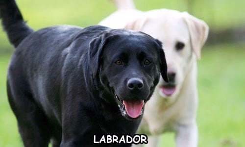 labrador