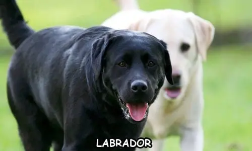 labrador