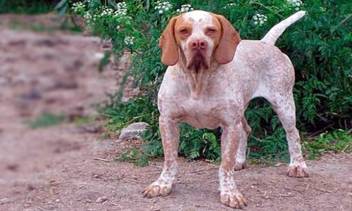 perro pacho navarro