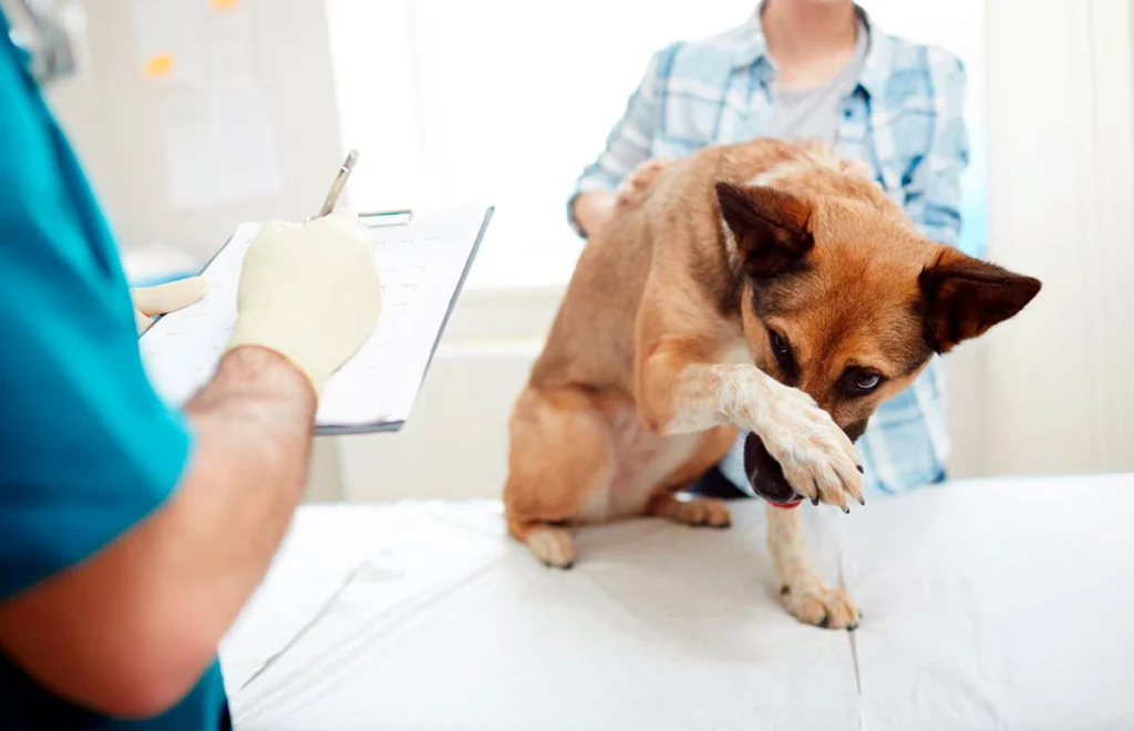 perrita en revision veterinaria2
