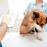 perrita en revision veterinaria2