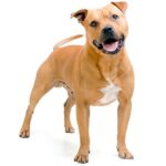 perro Staffordshire bull terrier