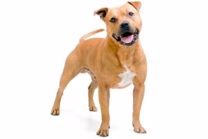 perro Staffordshire bull terrier