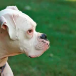 perro albino sordo