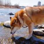 perro bebe agua contaminada con Leptospirosis
