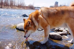 perro bebe agua contaminada con Leptospirosis
