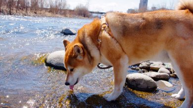 perro bebe agua contaminada con Leptospirosis