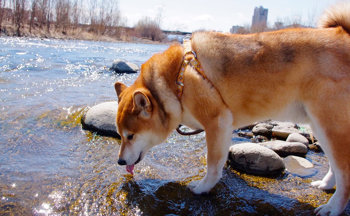 perro bebe agua contaminada con Leptospirosis