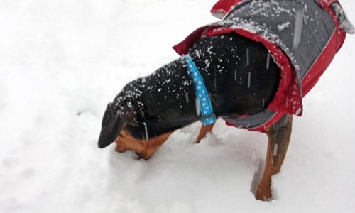 perro comiendo nieve