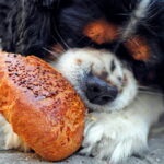 perro comiendo pan