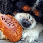 perro comiendo pan