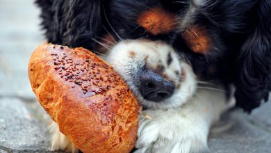 perro comiendo pan