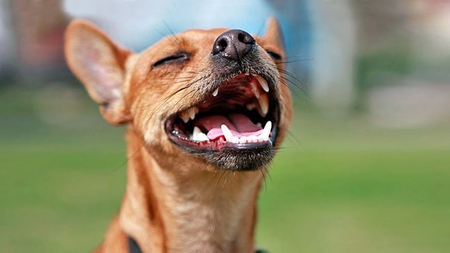 Faringitis en perros: ¿cómo reconocer los